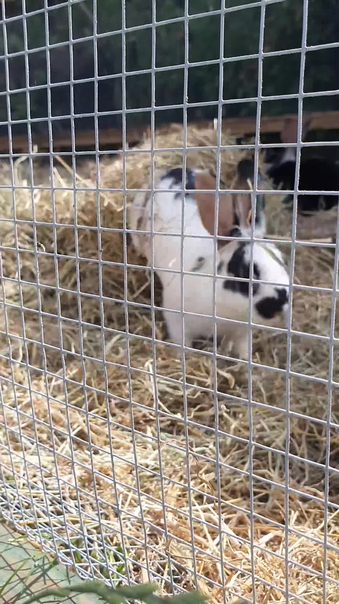 Mixed Breed rabbits for sale: 7 baby rabbits and a 12 month old male (dad!) - Video 1
