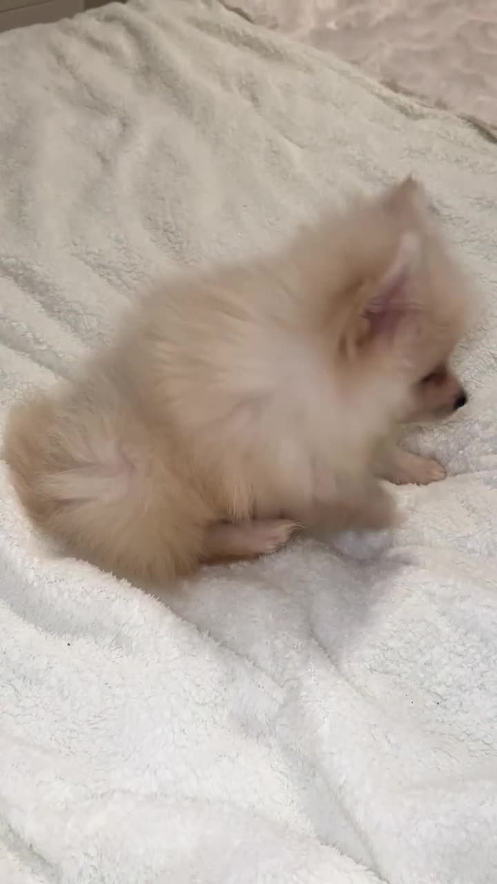 Pomeranian dogs for sale: Pomeranian boy puppy  - Video 1