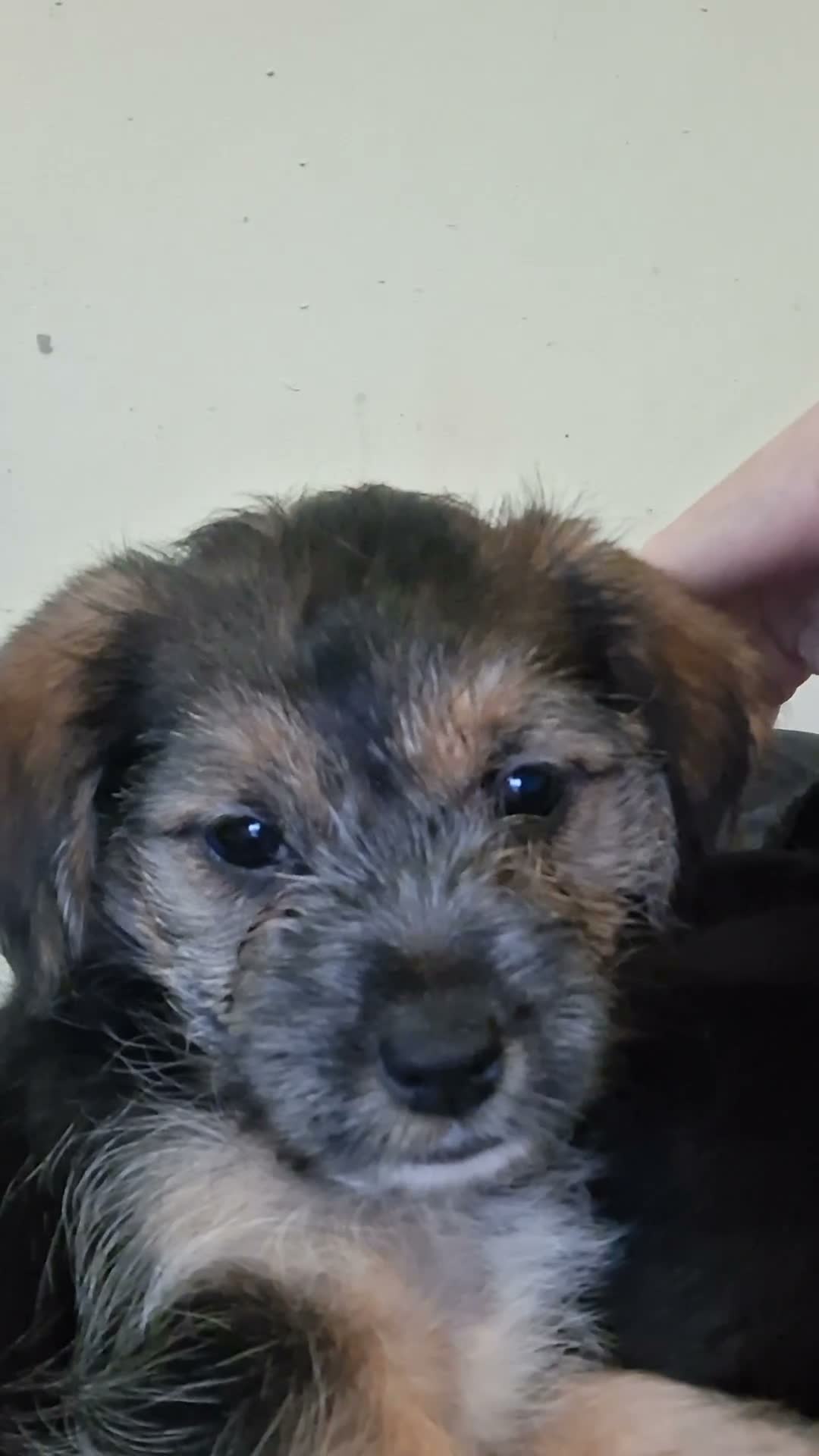 Yorkshire Terrier dogs for sale: One boy left  in Doncaster - Video 1