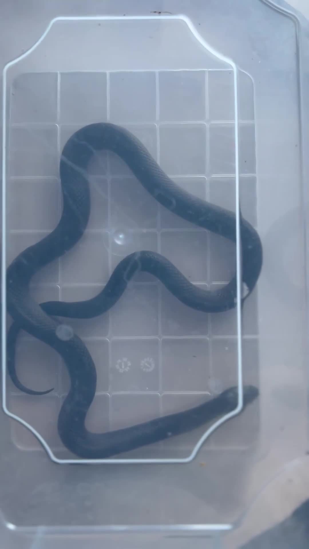 King Snake reptiles for sale: Pair of Mexican black kingsnake - Video 1