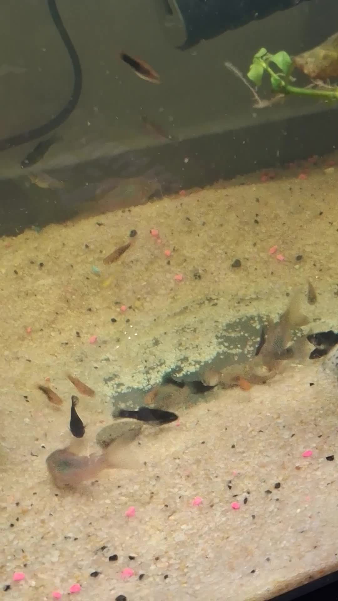 Mollies fish for sale: Mollies and platties tropical fish  - Video 1