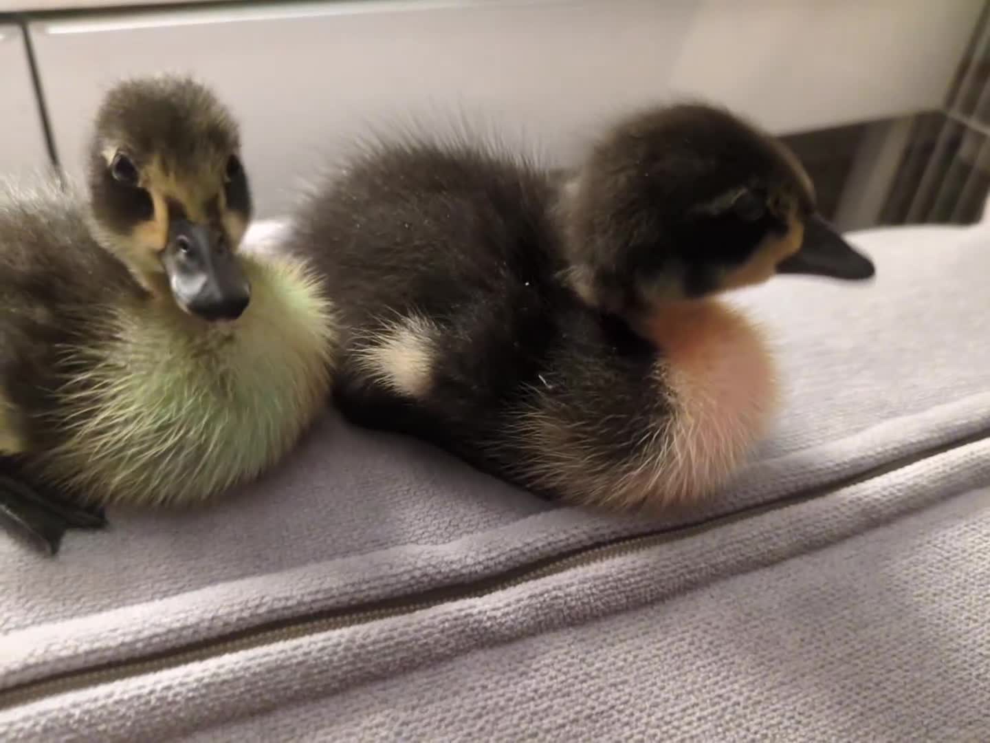 Ducks poultry for sale: 2 runner ducks for sale - Video 1