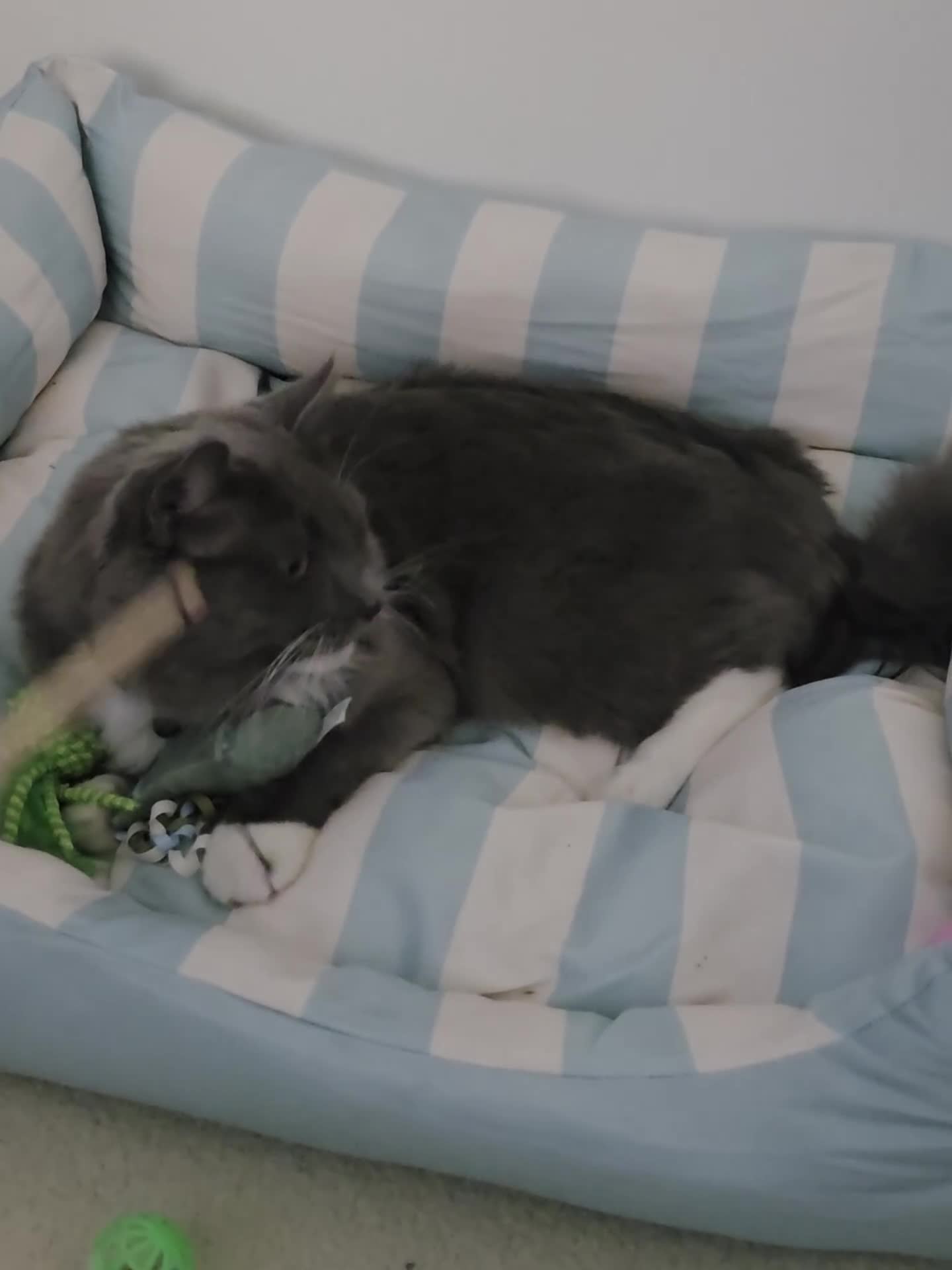 Ragdoll cats for sale: Urgent rehoming Ragdoll male 10 months  - Video 1