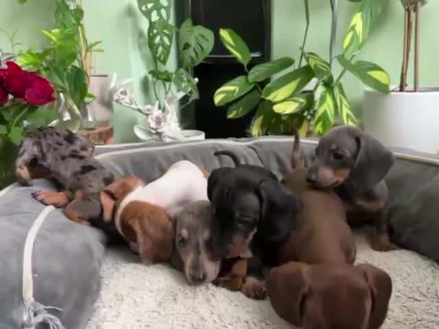 Dachshund dogs for sale: Lovely purebred Dachshund❤️💚🩵 - Video 1