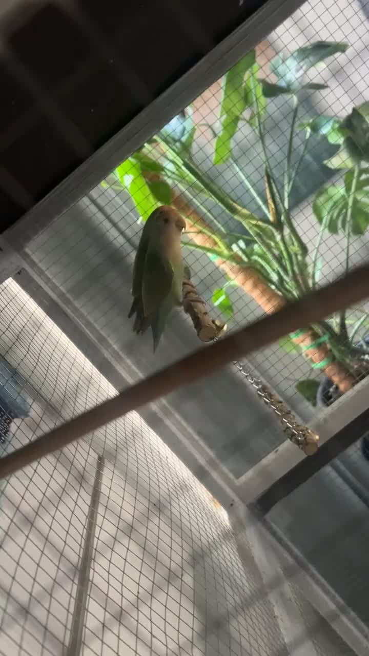 Lovebirds birds for sale: Lovebird Pair - Video 1