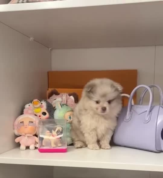 Pomeranian dogs for sale: Lilac Merle Pomeranian  - Video 1