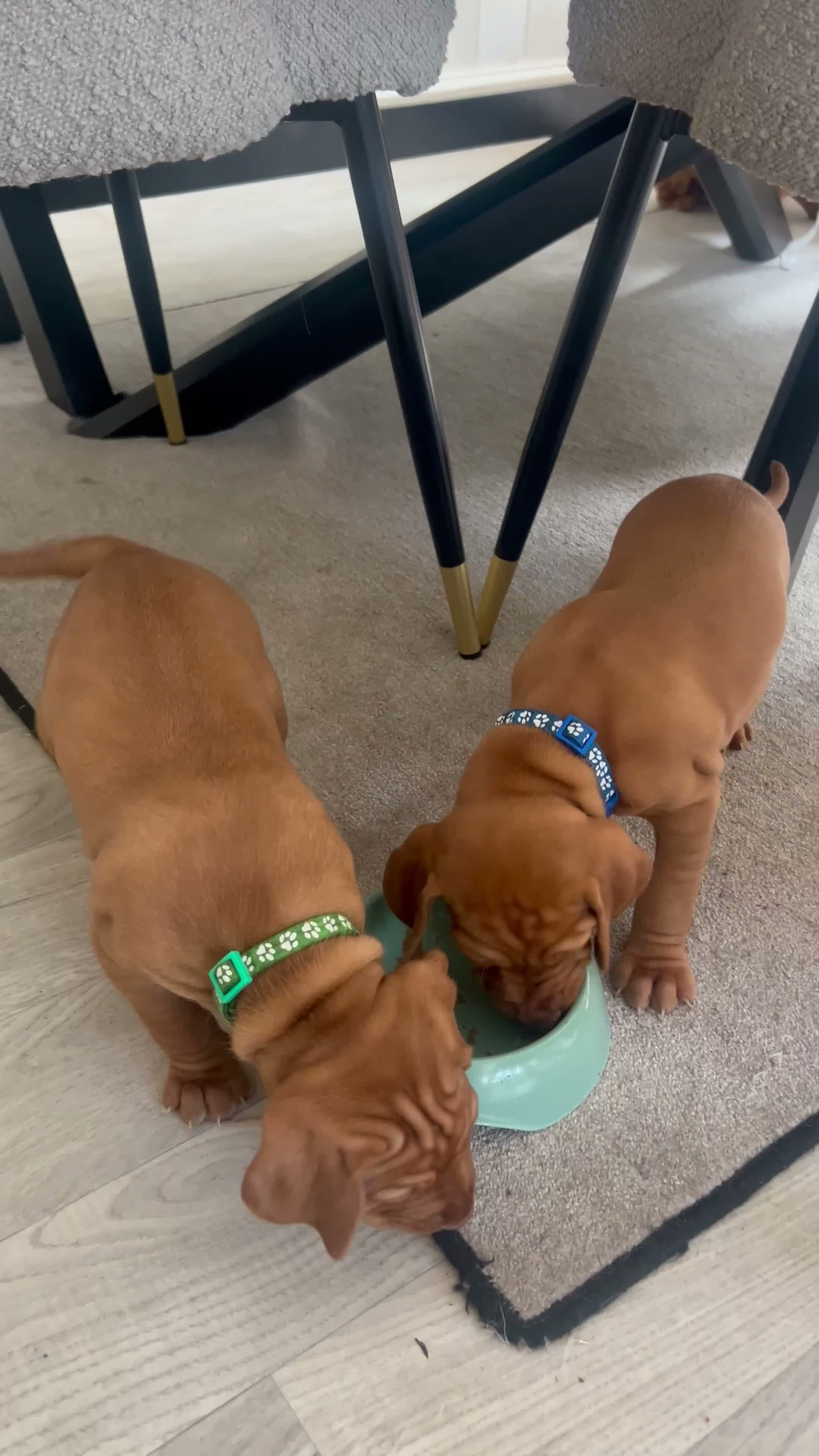 Hungarian Vizsla dogs for sale: 5 handsome hungarian vizsla puppies for sale - Video 4