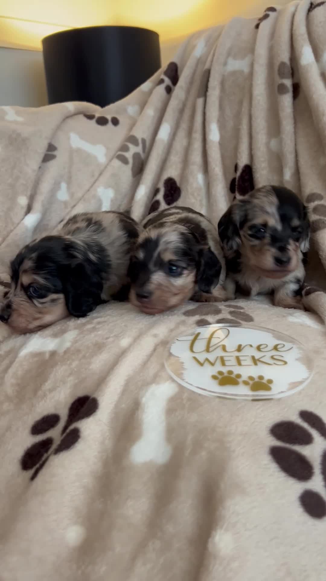 Miniature Dachshund dogs for sale: 🖤 SILVER DAPPLE & CREAM LONGHAIR BOY🖤  - Video 2
