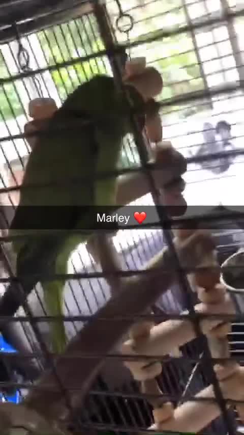 Ringnecks birds for sale: Green ring neck girl Marley  - Video 2