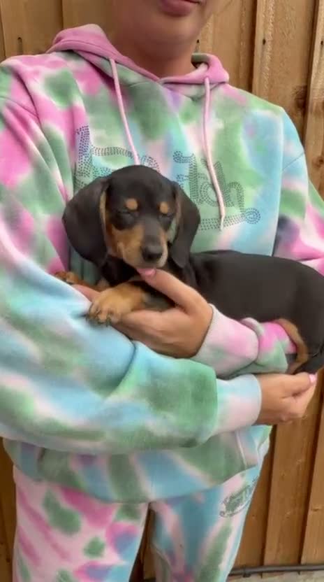 Miniature Dachshund dogs for sale: Miniature dachshund  - Video 1