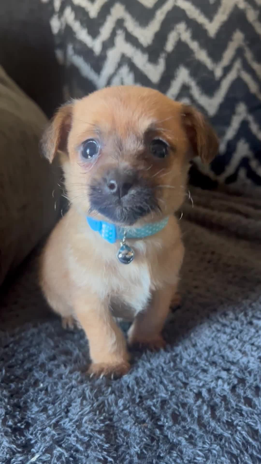 Mixed Breed dogs for sale: Adorable 3 tiny Chihuahua x terrier. Puppy's - Video 1