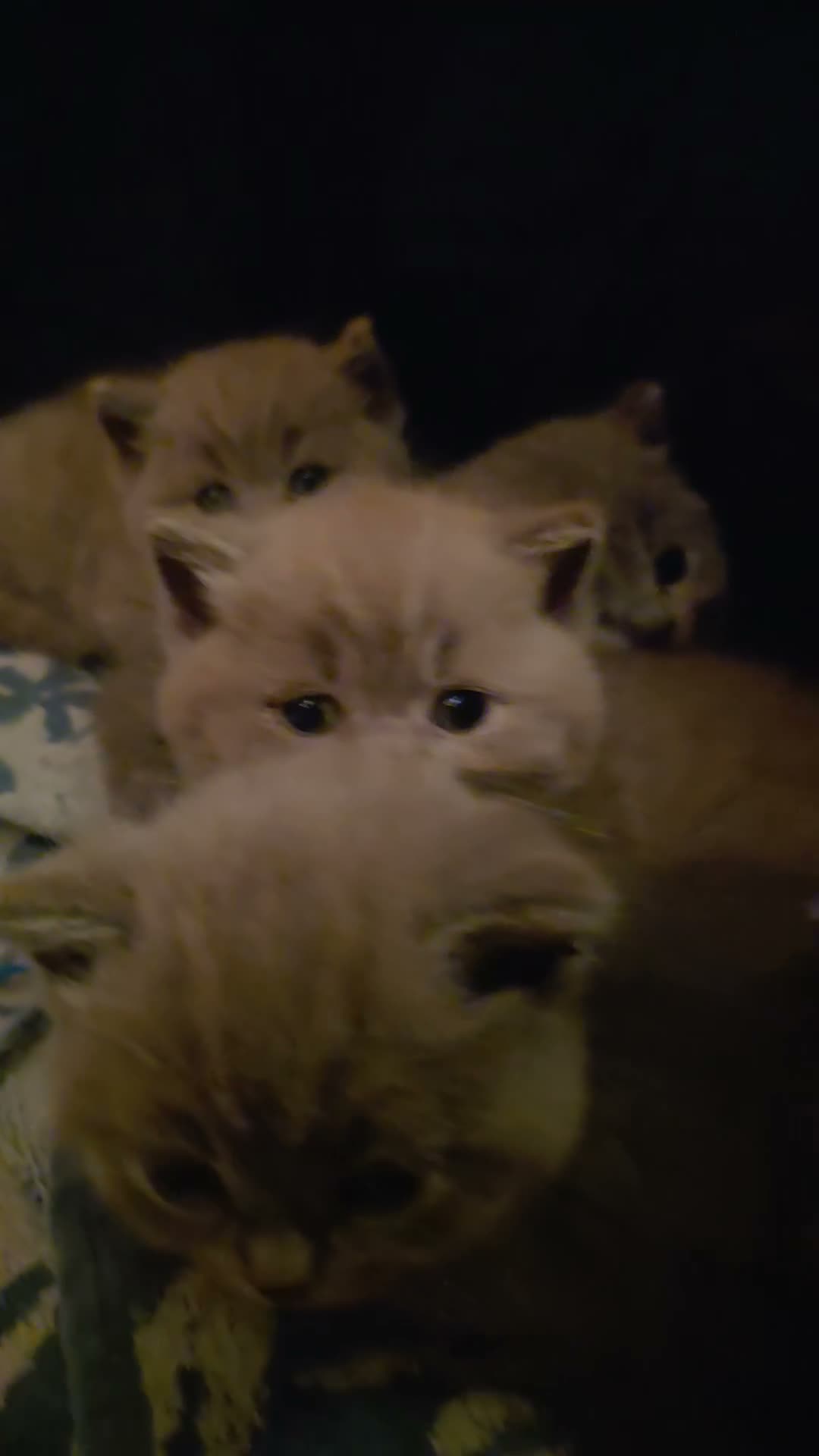British Shorthair cats for sale: British Shorthair Kittens - Lilac & Blue Pedigree - Video 1