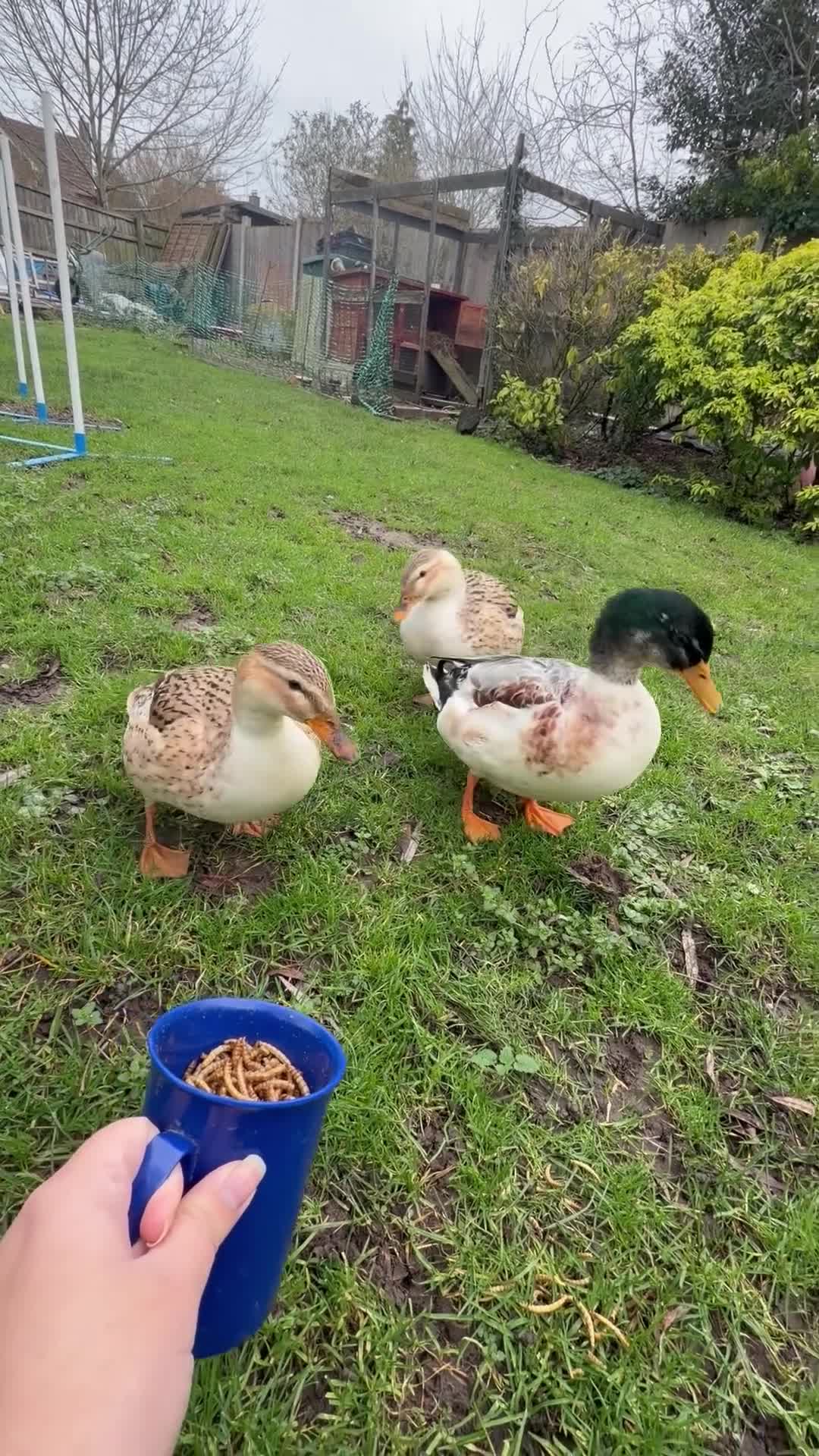 Ducks poultry for sale: Miniature Silver Appleyard Ducks – Semi Tame - Video 1
