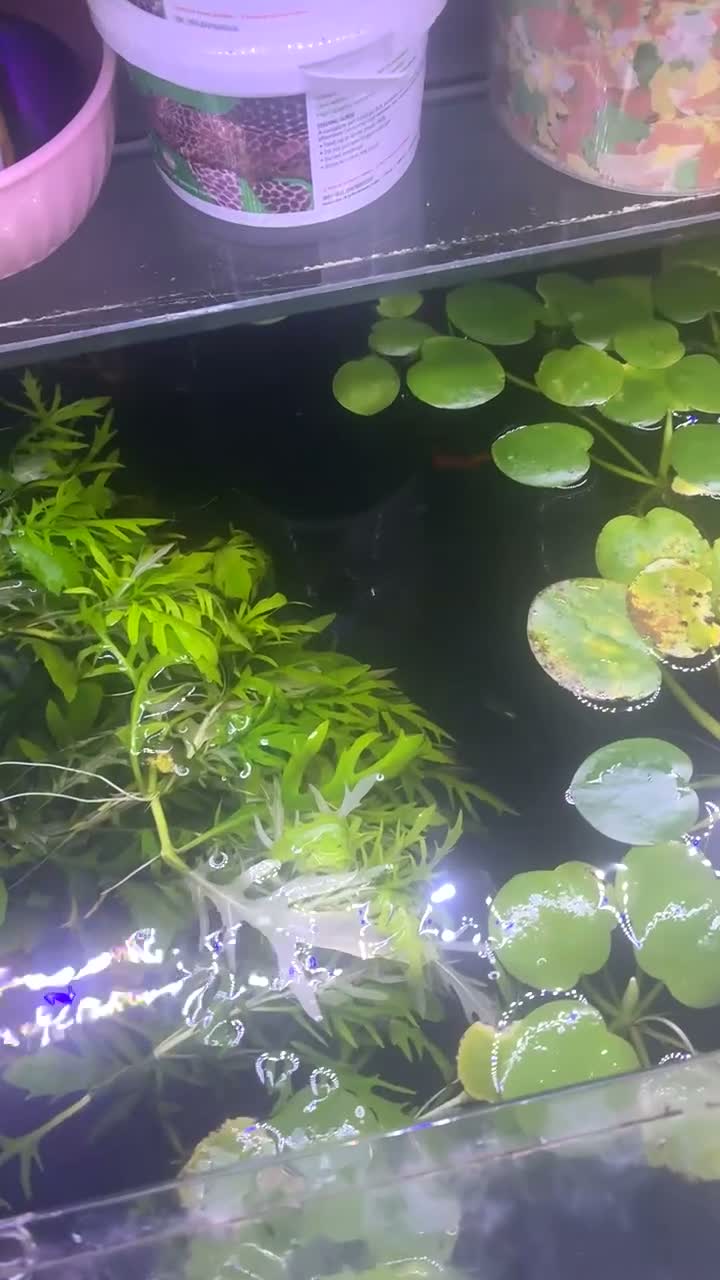 Rainbow Fish fish for sale: Rainbow guppys - Video 2