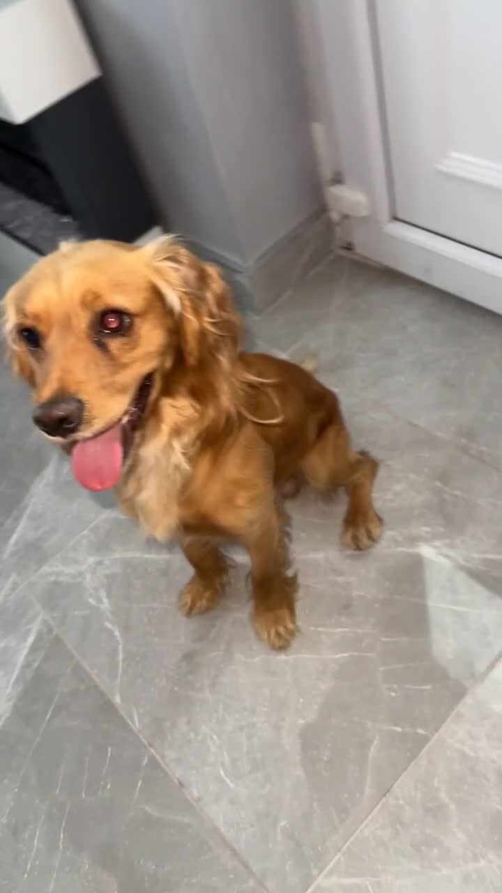 Cocker Spaniel dogs for sale: 2 year old male cocker spaniel  - Video 1