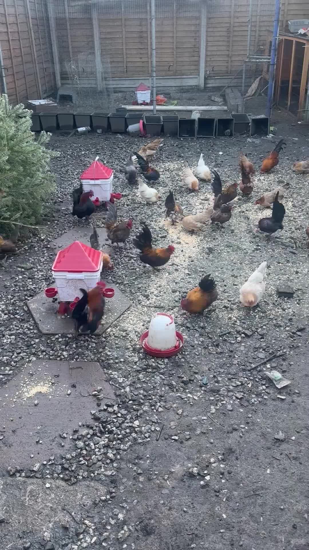 Chickens poultry for sale: Mixed Mini Bantam Chicken  in Gloucester - Video 1