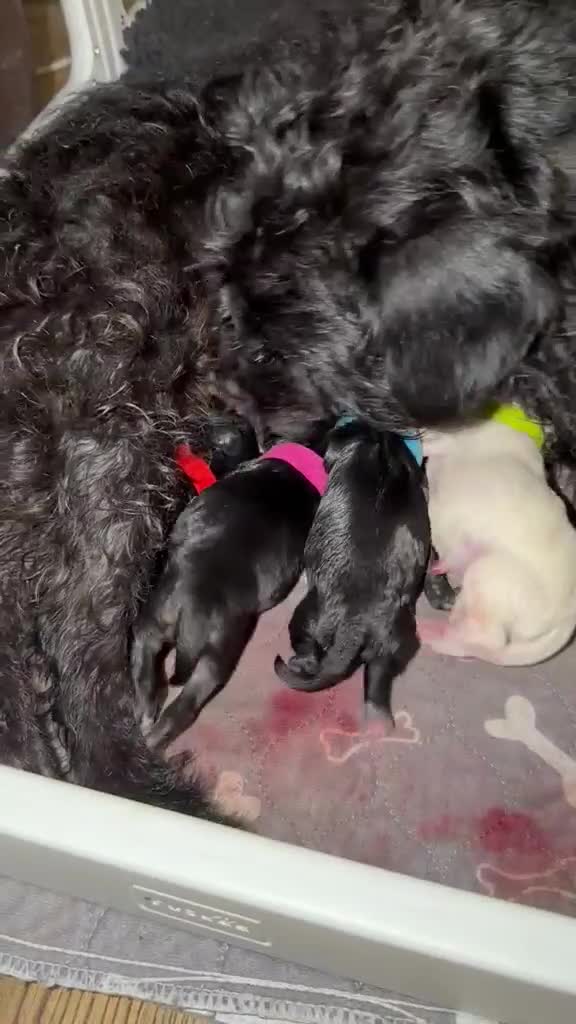 Mixed Breed dogs for sale: Miniature Poodle Cross Puppies – Family Raised - Video 1