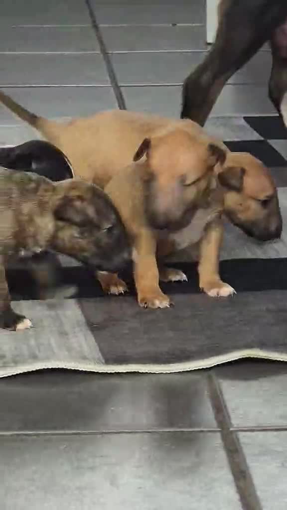 Miniature Bull terrier dogs for sale: Top quality miniature bull terrier puppies  - Video 1
