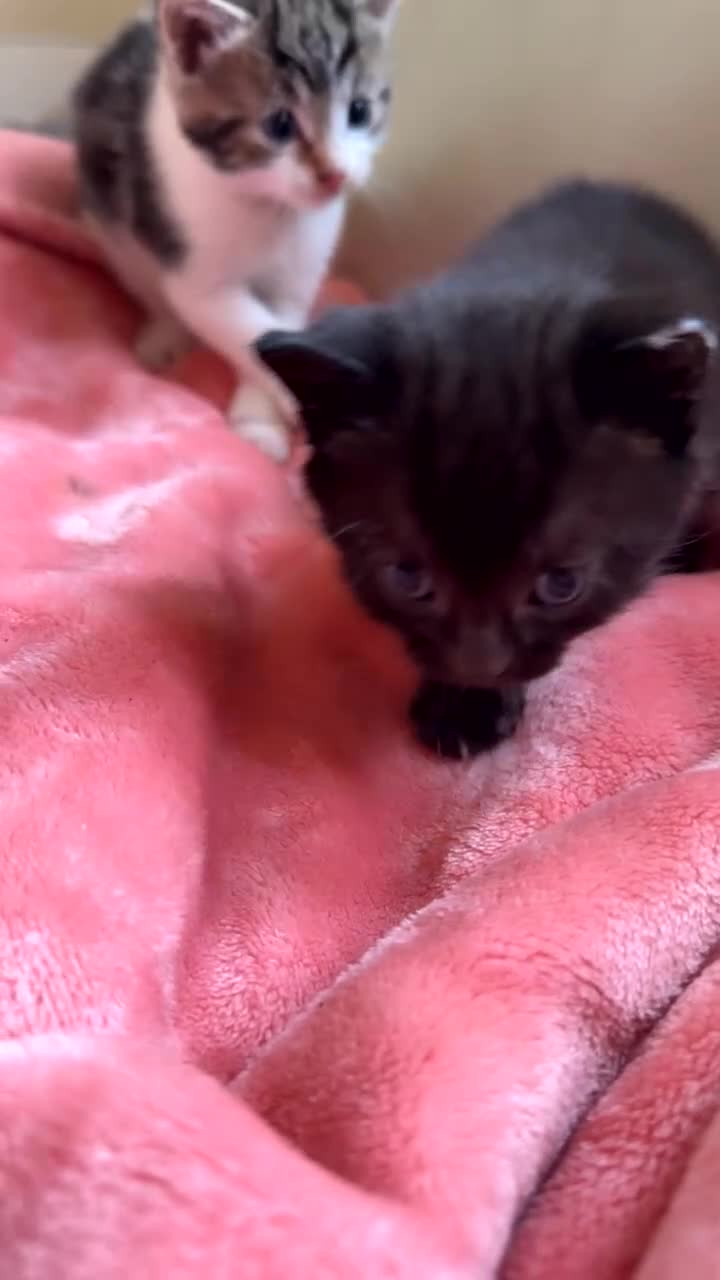 Domestic Shorthair cats for sale: Beautiful tabby’s looking for a forever home - Video 2