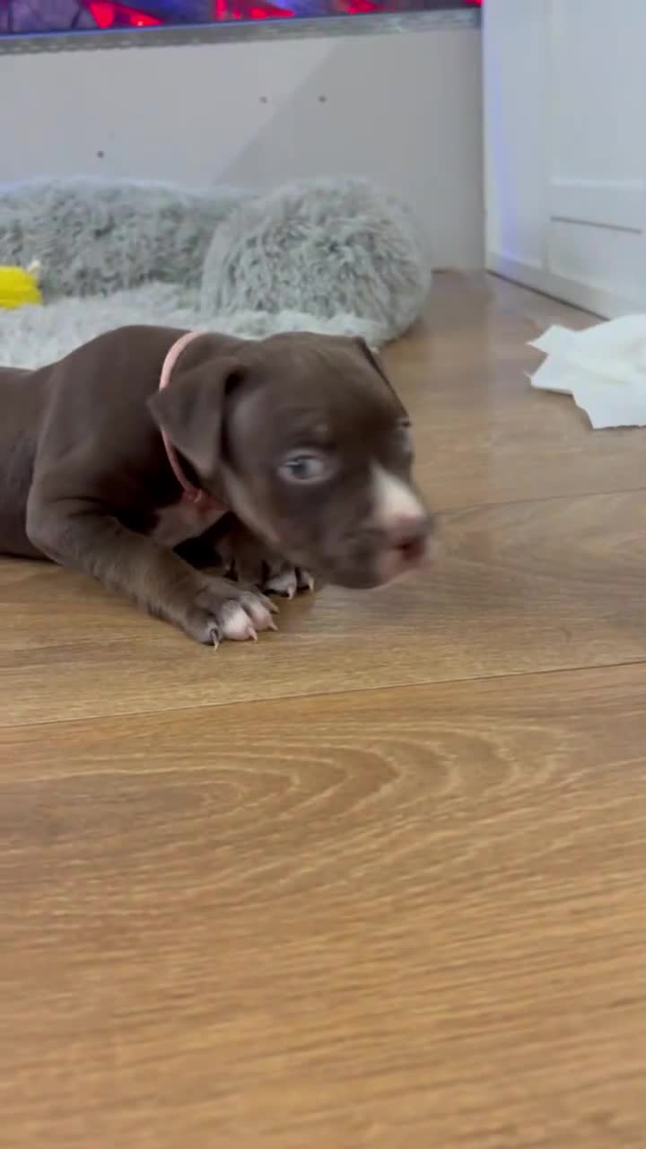 American Bull Staffy dogs for sale: Staffy Bull Puppies - Video 2