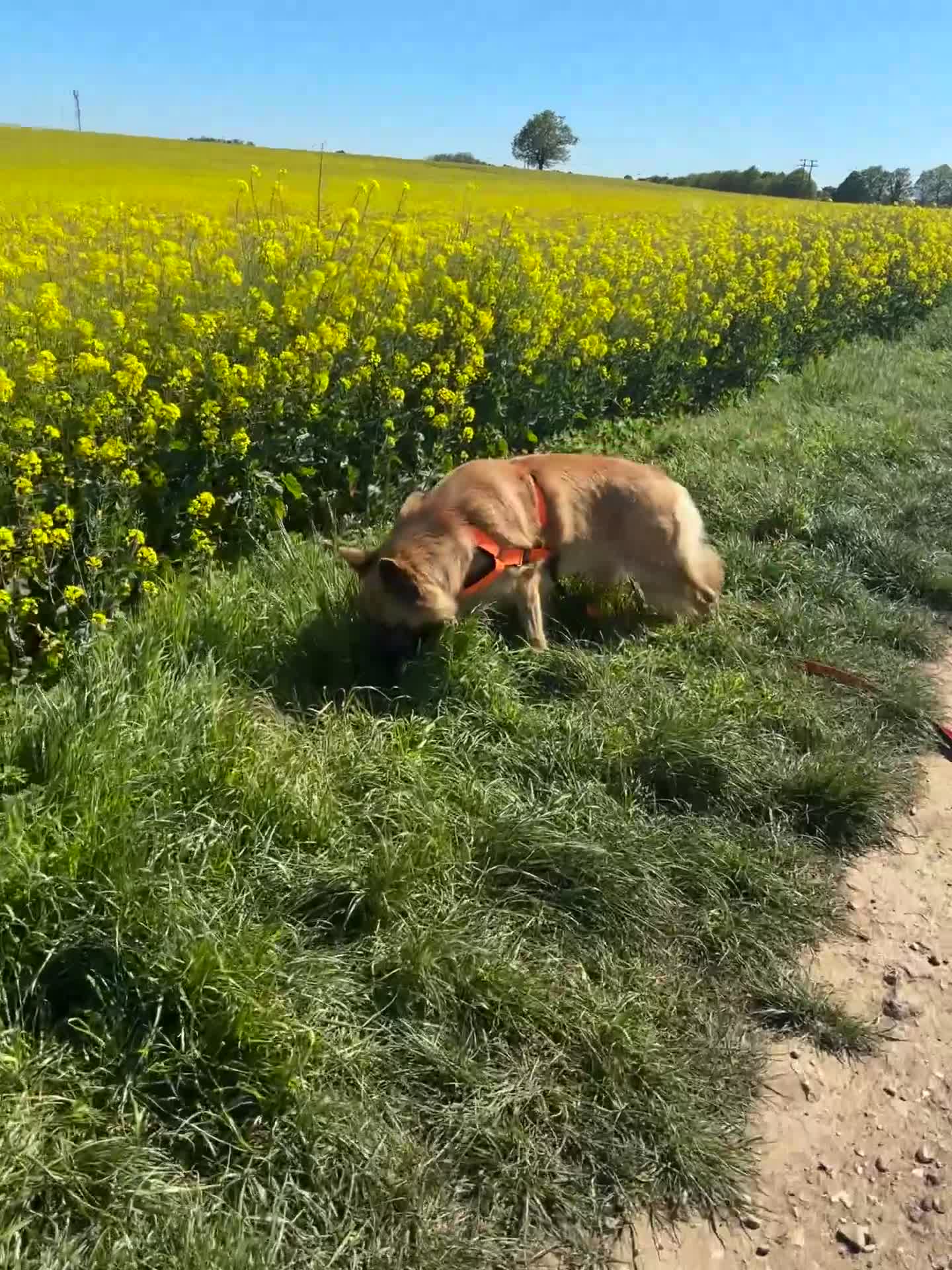 Mixed Breed dogs for stud:  golden German shepherd x Belgium Mali stud - Video 1