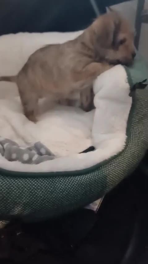 Mixed Breed dogs for sale: 3 beautiful malshi x Jack russell cross puppies  - Video 2