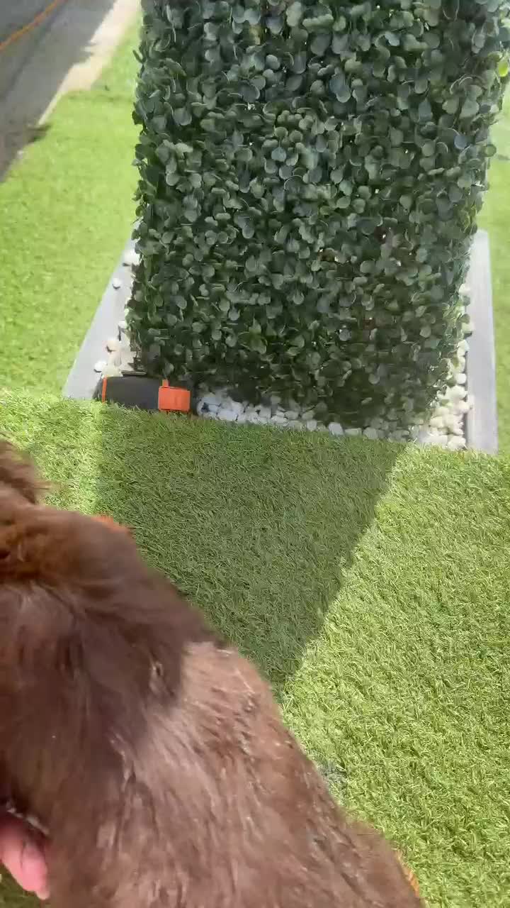 Cocker Spaniel dogs for sale: Cocker Spaniel (working type) - Video 1