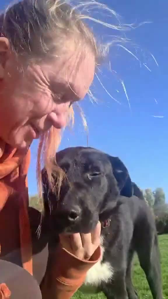 Mixed Breed dogs for adoption: 🐾 Roscoe–Lovable, Loyal & a Little Bit Clumsy! ❤️ in Worcester - Video 2