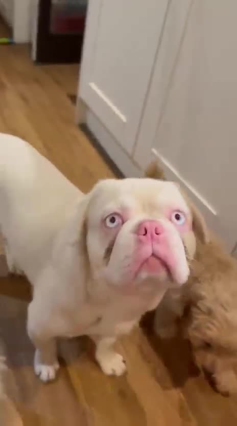 Mixed Breed dogs for sale: 3 French & English fully trained  - Video 2