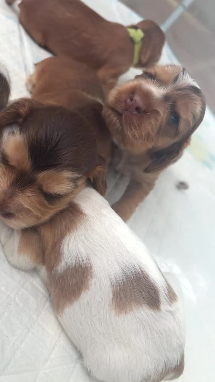 Cocker Spaniel dogs for sale: ⭐️⭐️⭐️⭐️kc registered show cocker spaniels⭐️⭐️⭐️⭐️ in Stockton-on-Tees - Video 4