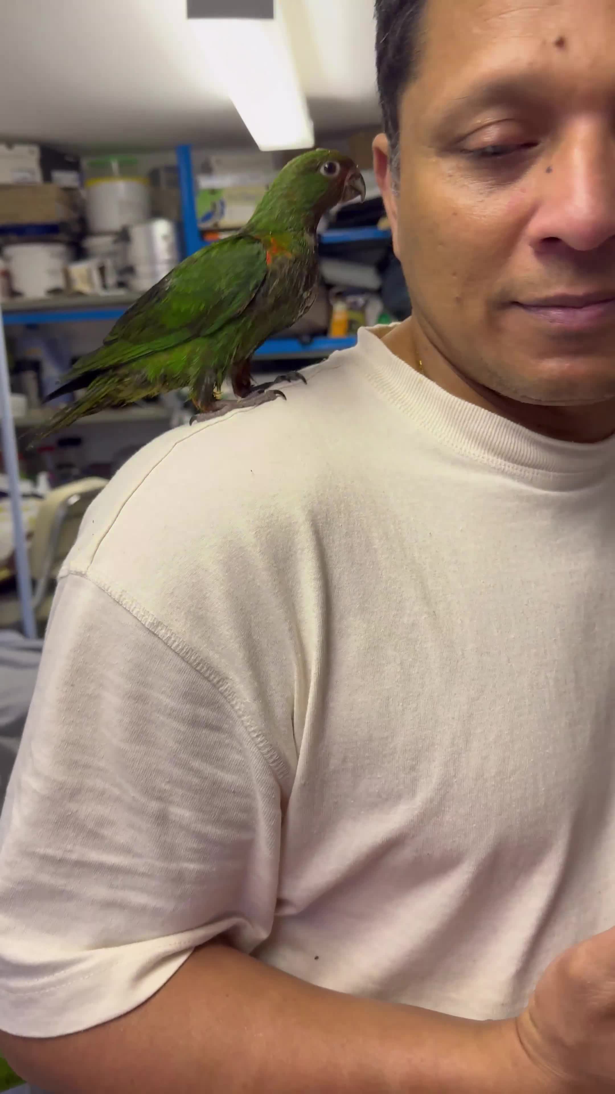 Parrots birds for sale: Spoon fed parrots for sale 10 12 weeks old  - Video 3