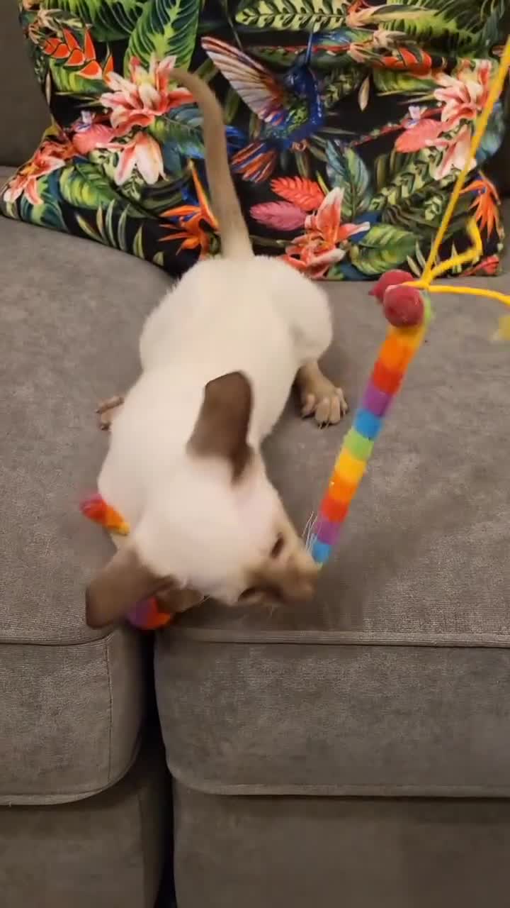 Siamese cats for sale: 2 GCCF Siamese Kittens Available - Video 2