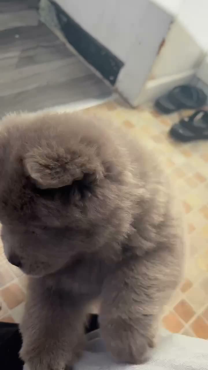 Chow Chow dogs for sale: Chow chow puppy in Stoke-on-Trent - Video 1