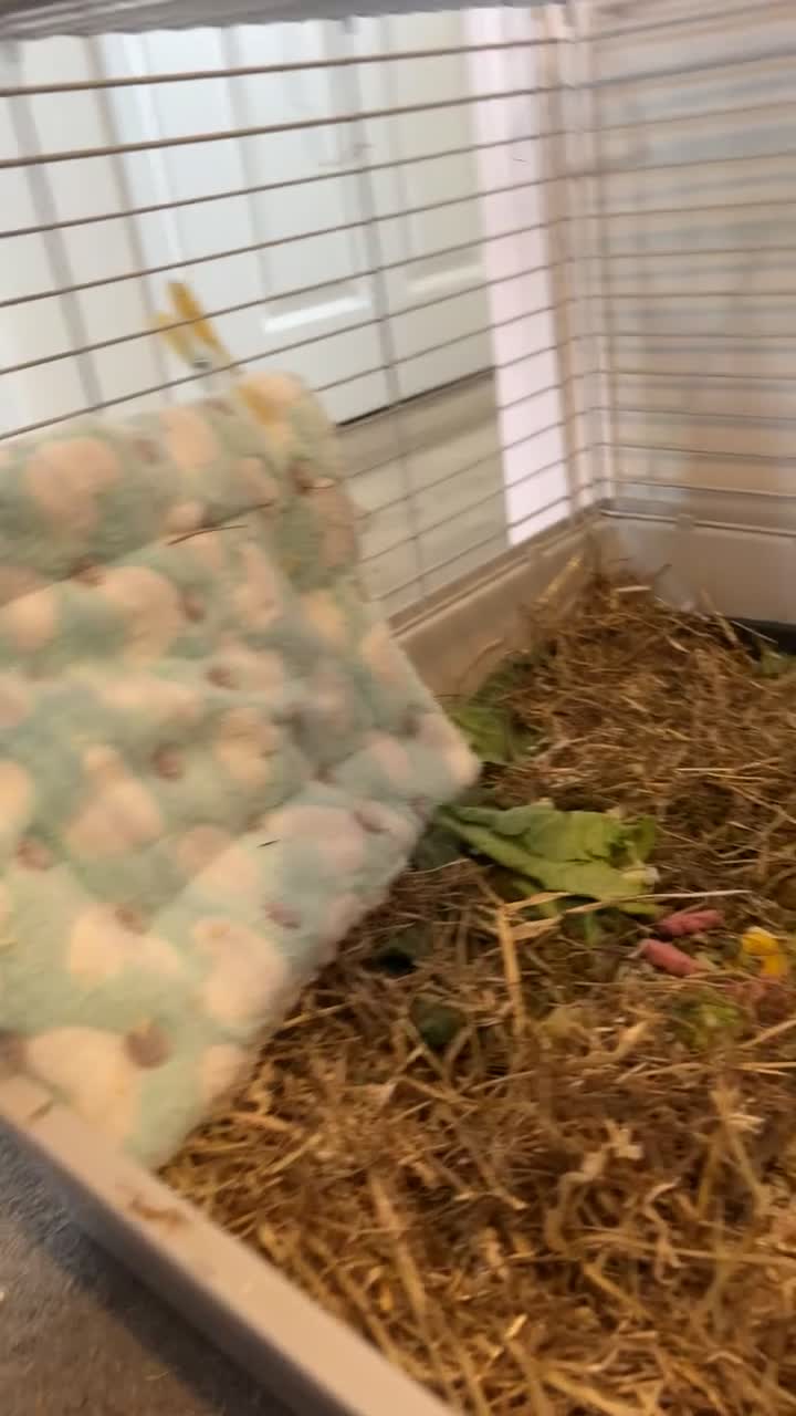 Guinea Pig rodents for sale: Two lovely Male bonded guinea pigs🐹🩵 - Video 2