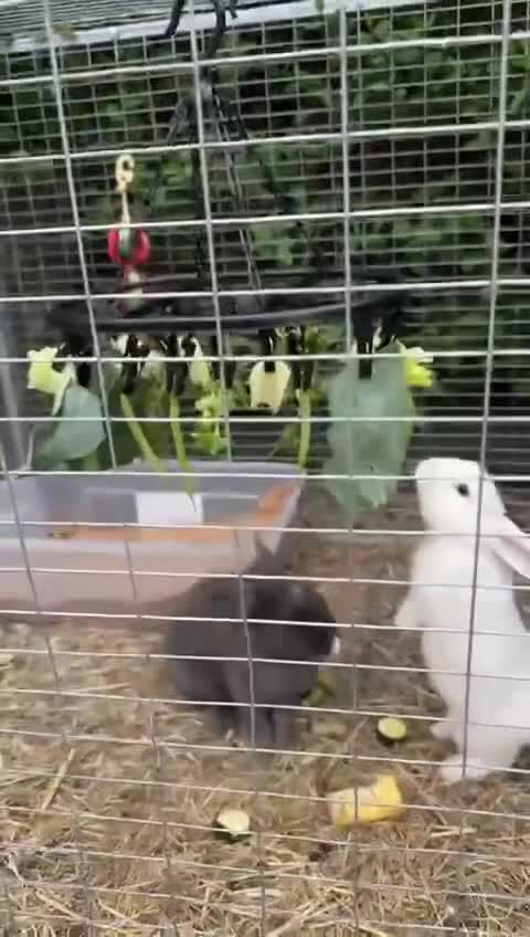 Mini Lop rabbits for sale: Bonded pair of female rabbits - Video 1
