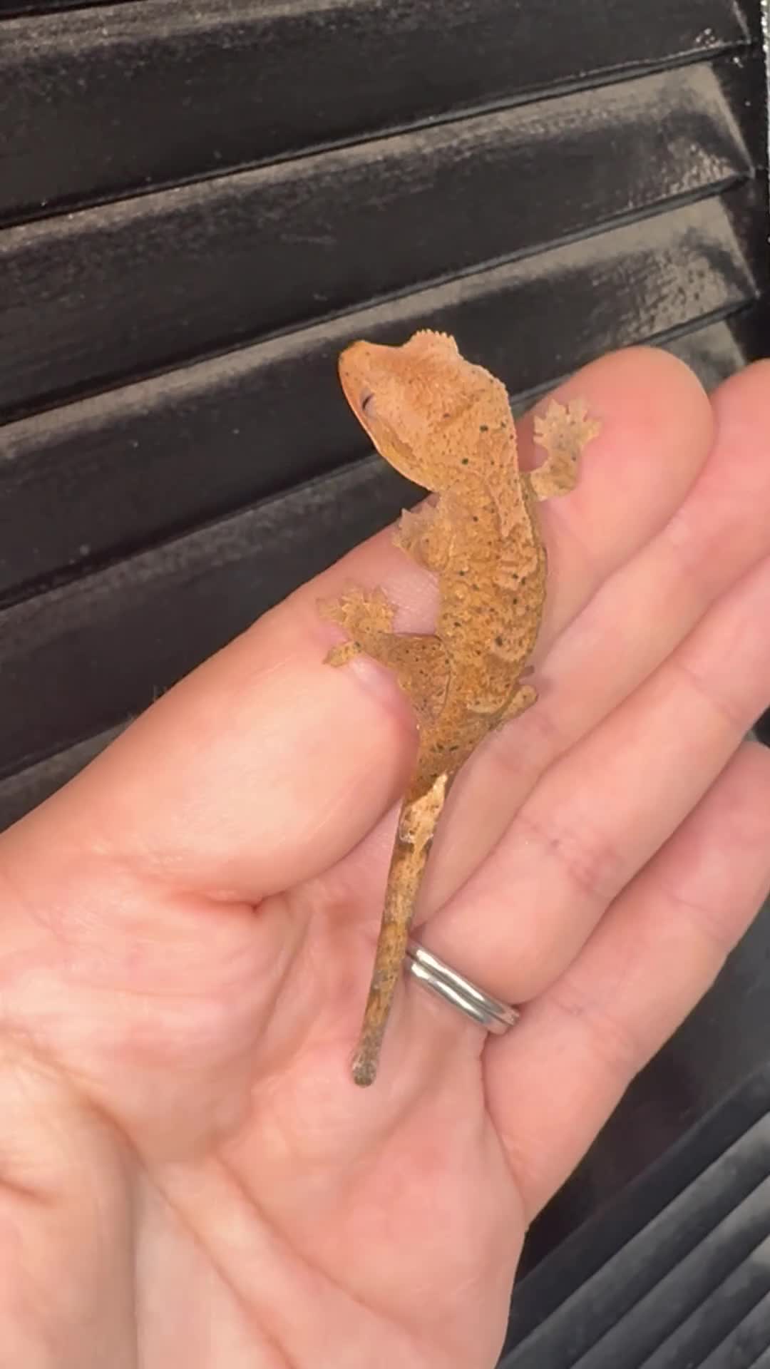 Gecko reptiles for sale: Crested Gecko Babies - Video 4