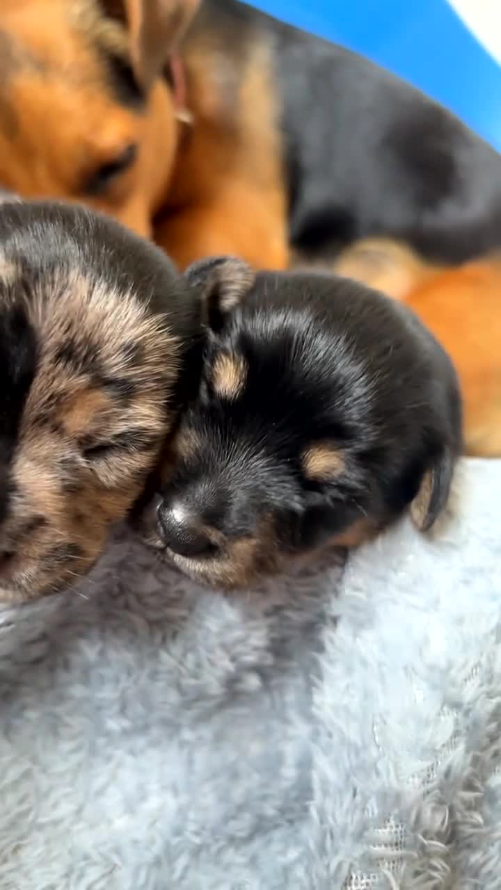 Jack Russell dogs for sale: 2 Merle Jack Russell Girls  - Video 1
