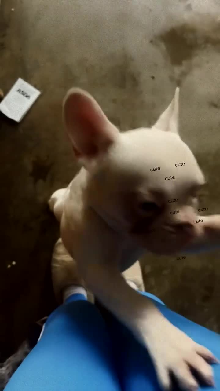 French Bulldog dogs for sale: Dolly female nearly 9 months - Video 1