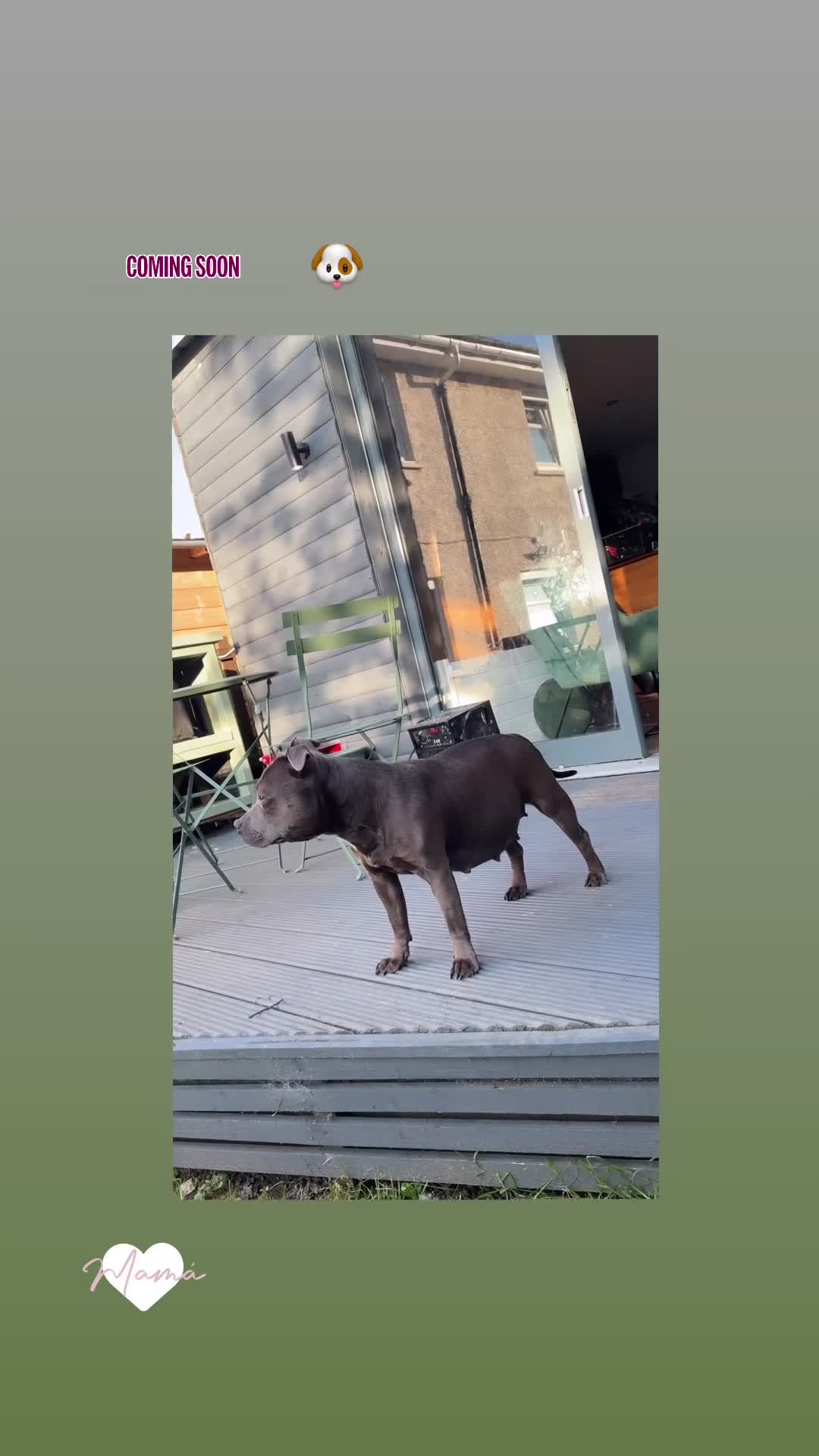 Staffordshire Bull Terrier dogs for sale: ⭐ Outstanding Staffordshire Bullterrier pups ⭐ in Wishaw - Video 1