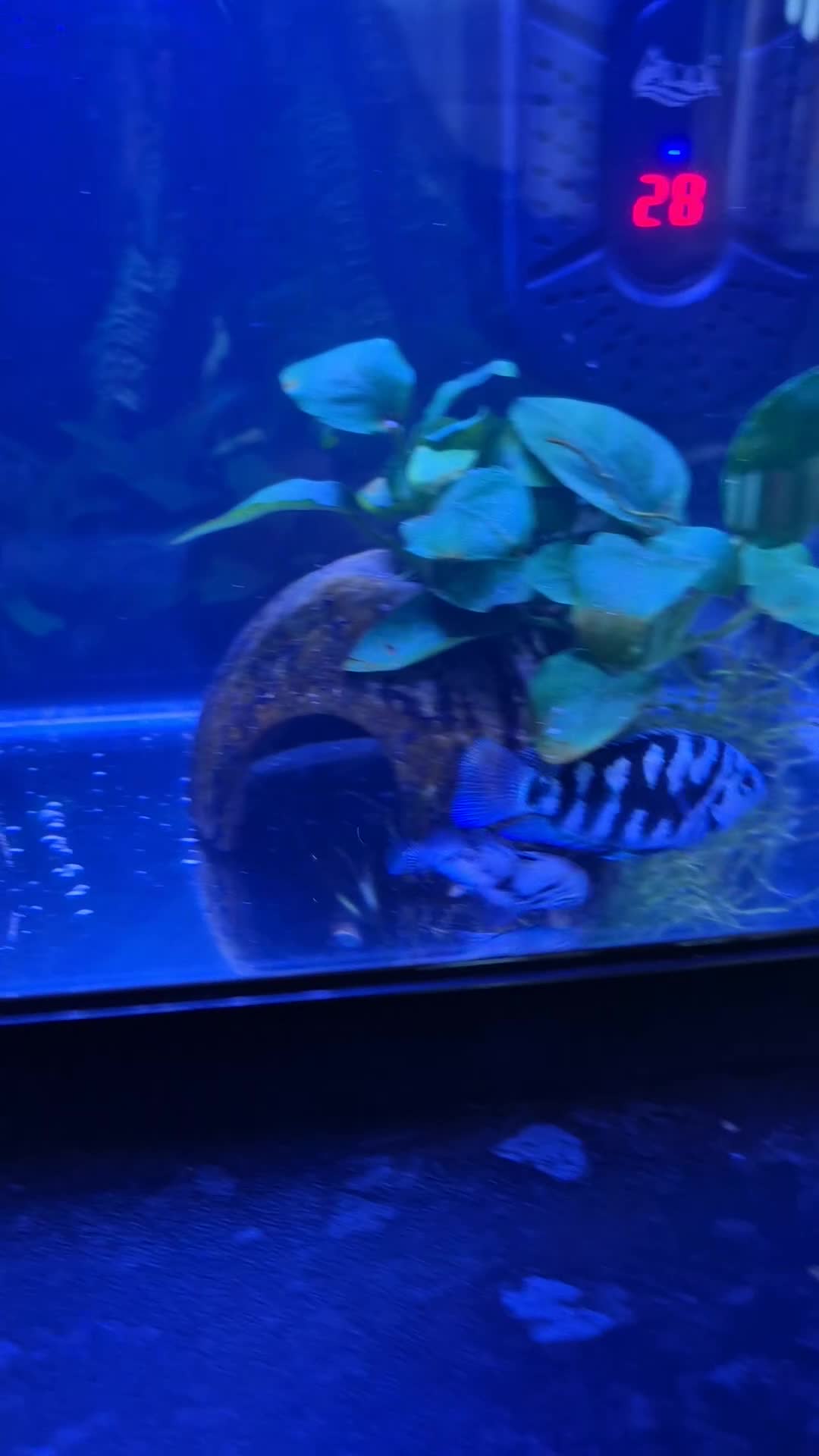 Cichlids fish for sale: Blue parrot fish - Video 2