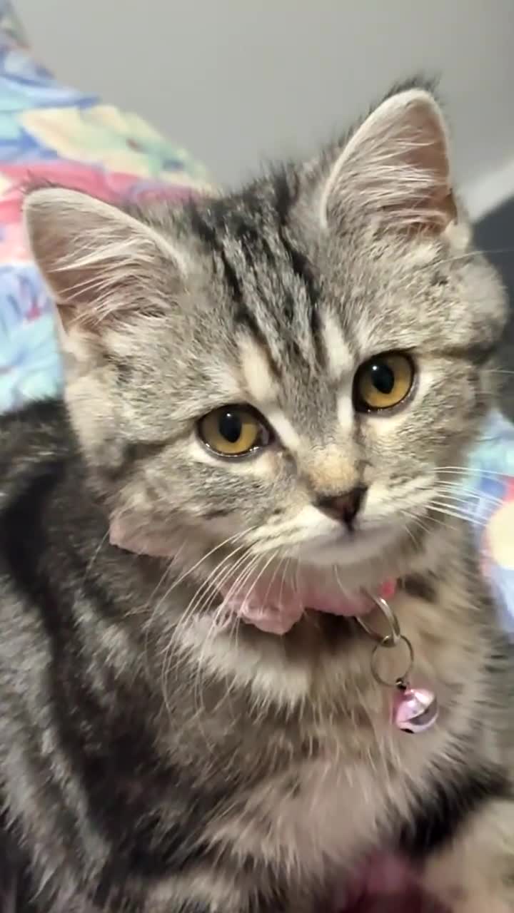 British Longhair cats for sale: My lovely friend for sale - Video 2