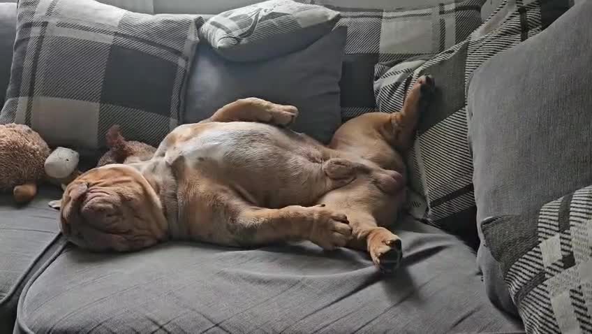 English Bulldog dogs for stud: Lilac merle English Bulldog Stud - Video 1