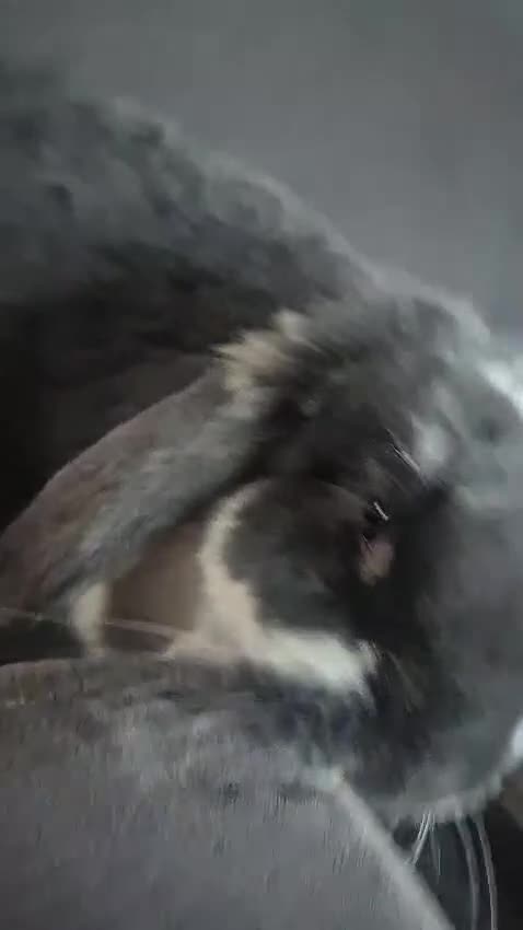 French Lop rabbits for sale: Giant breed french lops pure bred giants - Video 3