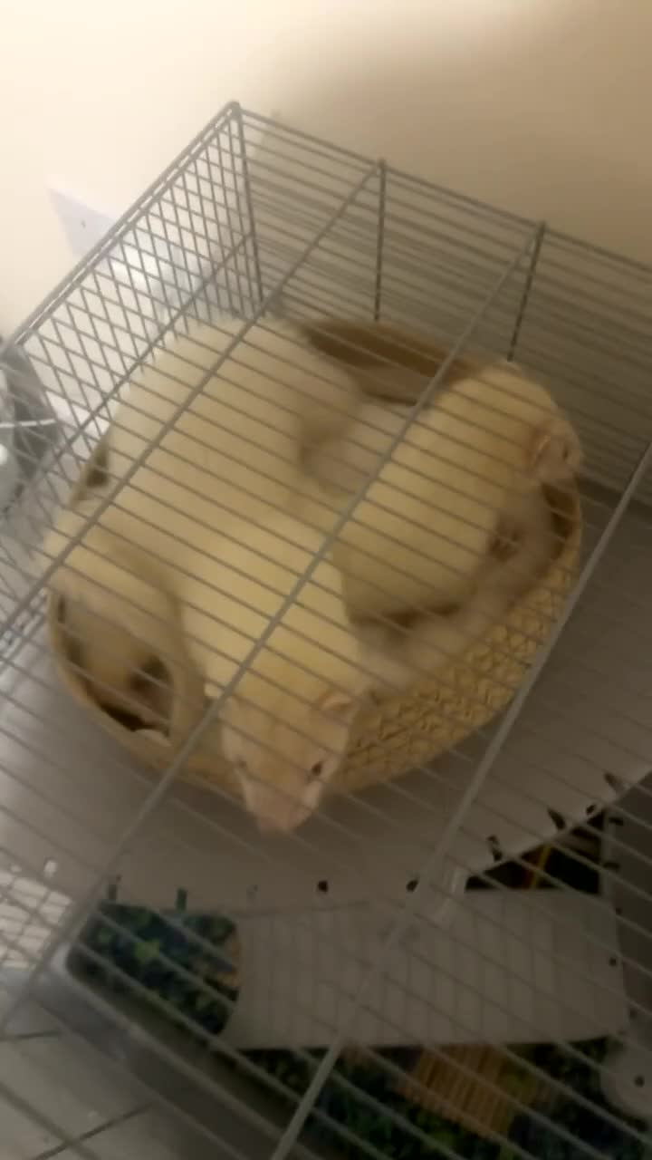 Ferret rodents for sale: 2 boy ferrets  - Video 2