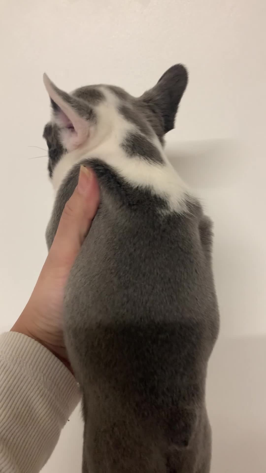 French Bulldog dogs for sale: Fluffy French bulldog newshade Isabella  - Video 1