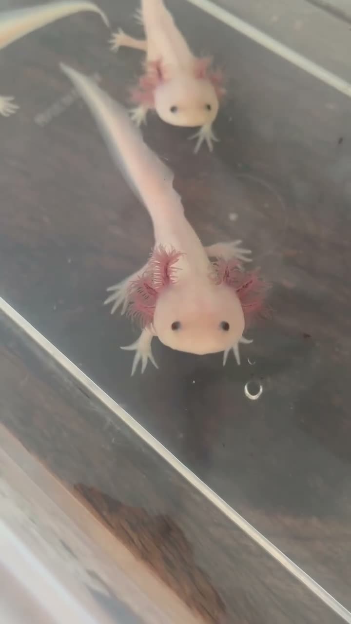 Axolotl reptiles for sale: Beautiful Axelotl  - Video 1