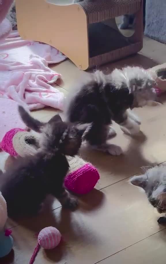 Maine Coon cats for sale:  Chunky full Maine coon kittens ready now   £795 - Video 1