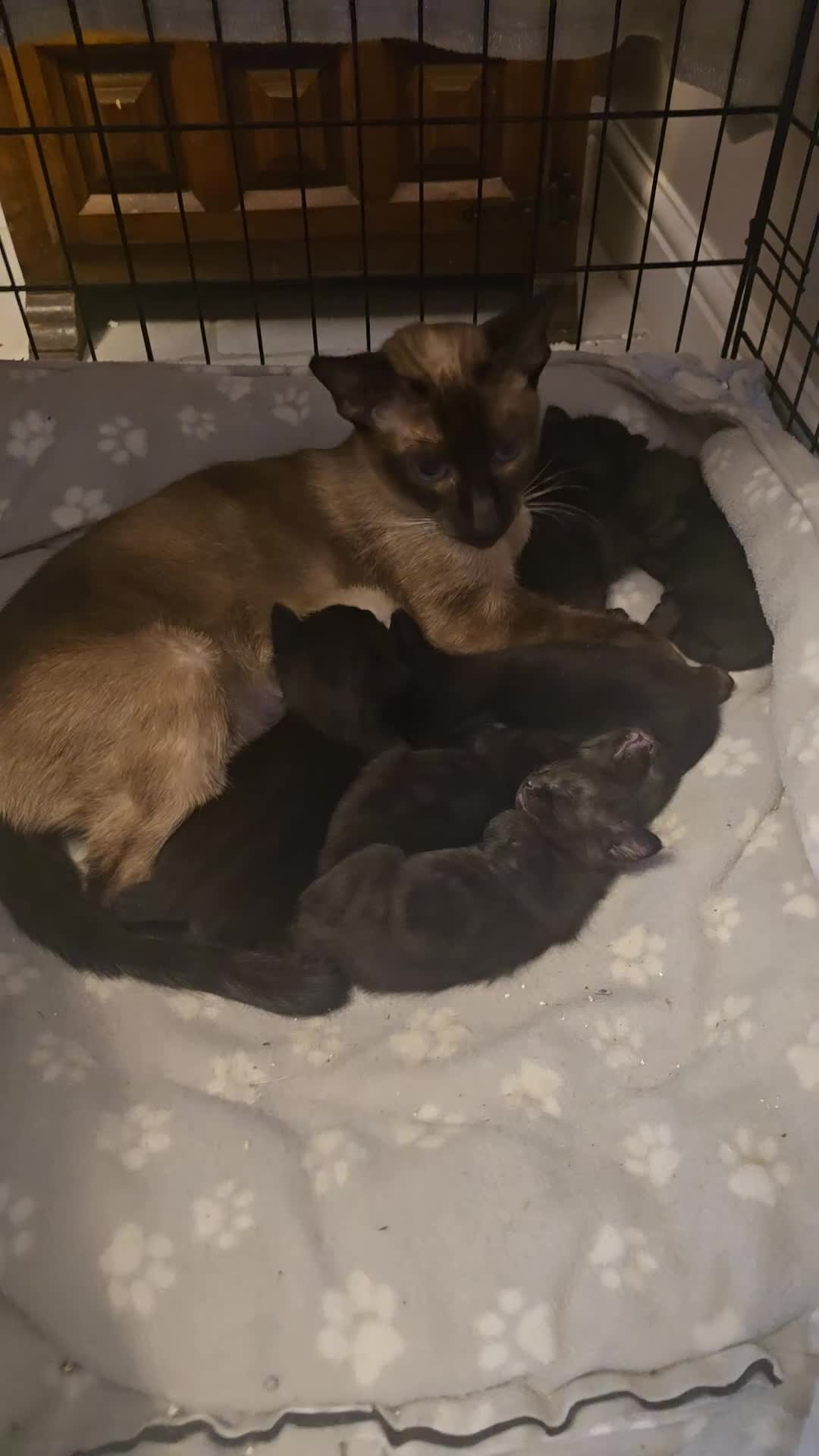 Siamese cats for sale: Siamese X British short hair *2 available  - Video 1