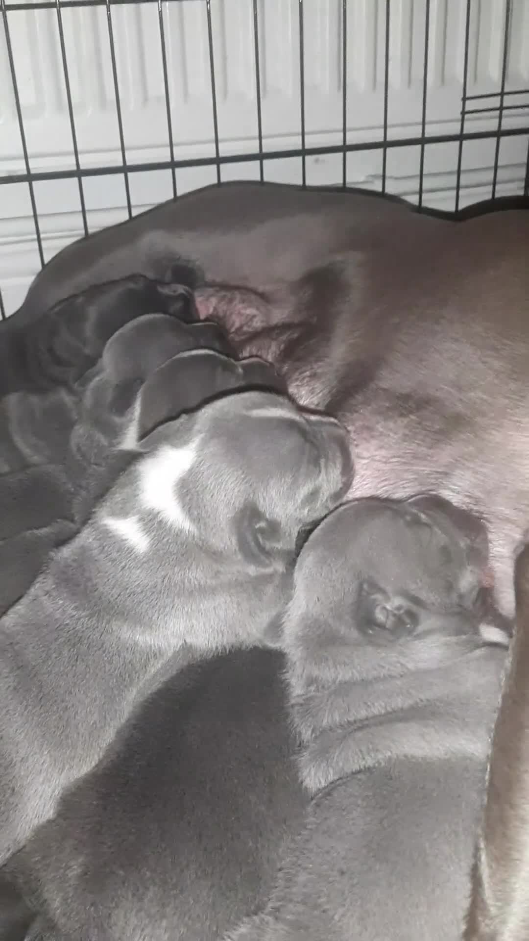 Staffordshire Bull Terrier dogs for sale: Pedigree Blue Staffordshire Bull Terrier Puppies in Wellingborough - Video 1