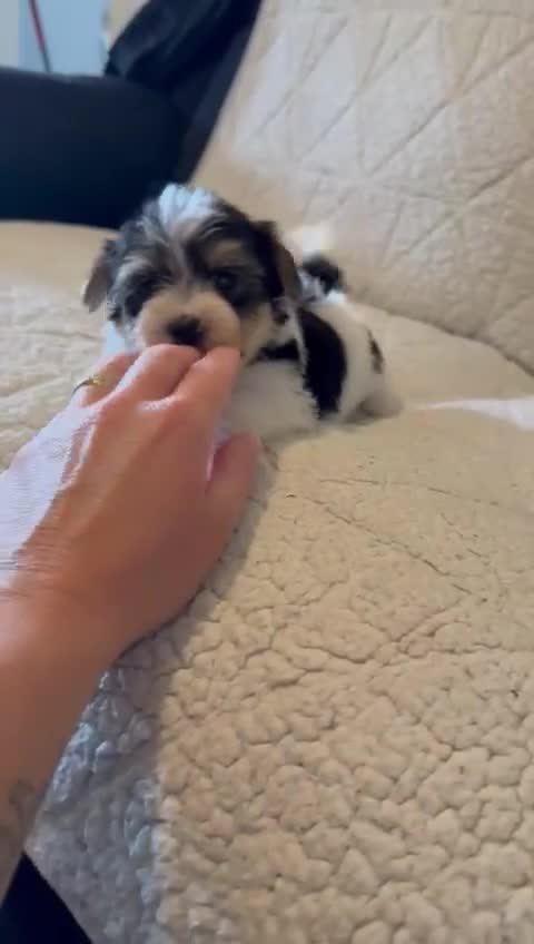 Biewer Terrier dogs for sale: Biewer terrier - Video 1
